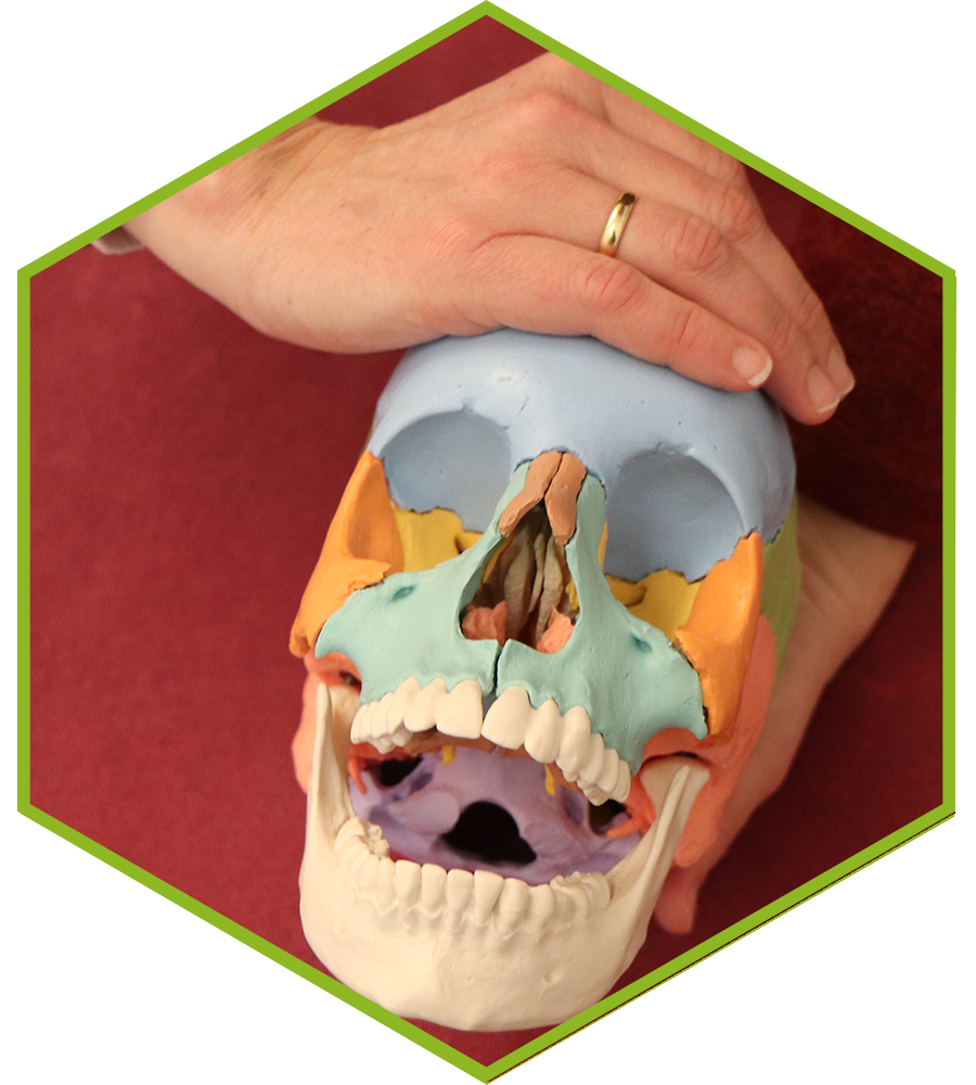 Cranio-sacral in der Kieler Naturheilpraxis